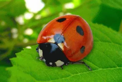 פאזל של coccinella