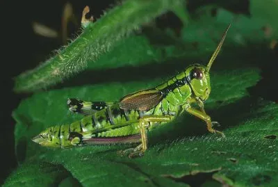 פאזל של cavalletta