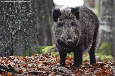 cinghiale