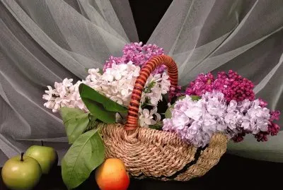 Flors