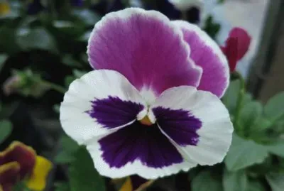 èŠ±