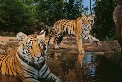 Tigers  Bandhavgarh National Park  India