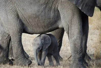Baby Elephant  one day old  Serengeti