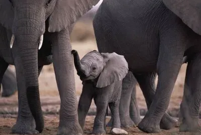 elefante