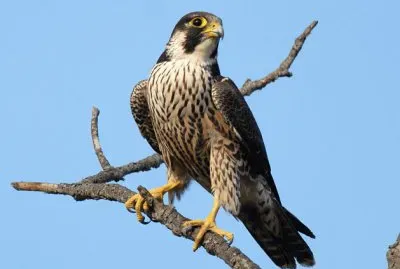 falco