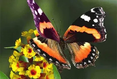 פאזל של farfalla