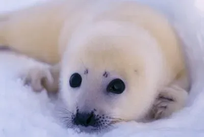 foca jigsaw puzzle