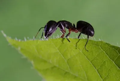 פאזל של formica