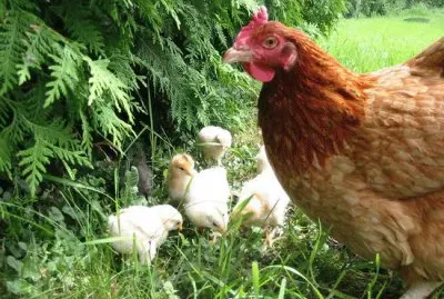 gallina