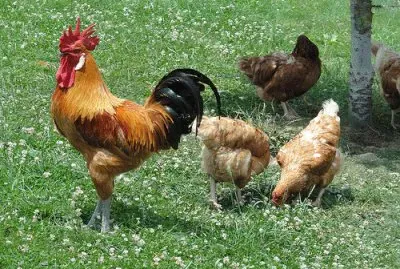 gallo
