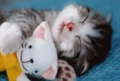 gatto