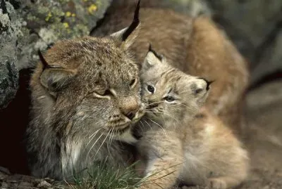 lince