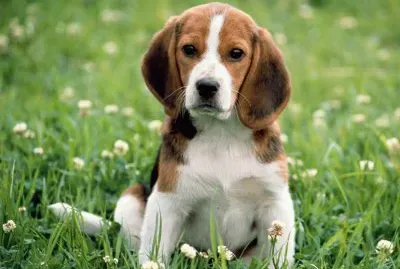 Beagle