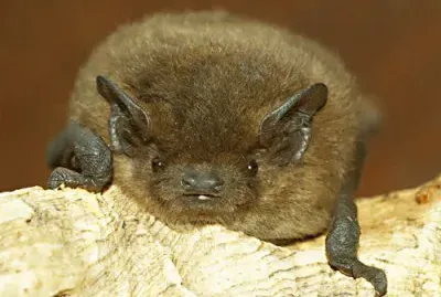 pipistrello jigsaw puzzle