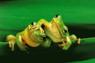 rana