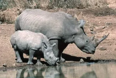 rinoceronte jigsaw puzzle