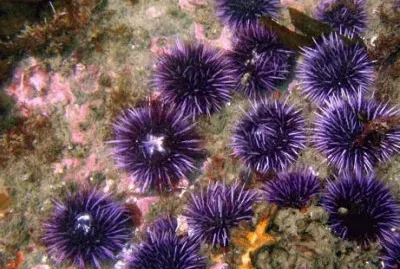 riccio di mare