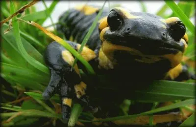 salamandra jigsaw puzzle