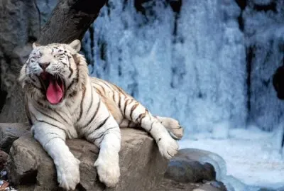 tigre bianca jigsaw puzzle