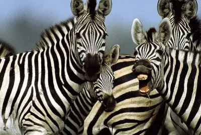 zebra