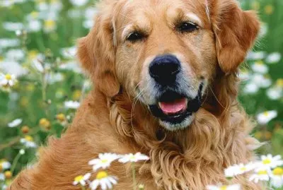 Golden Retriever