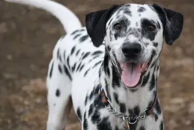 Dalmata