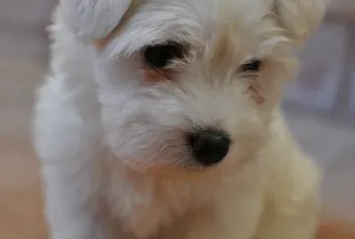 Bichon MaltÃ©s