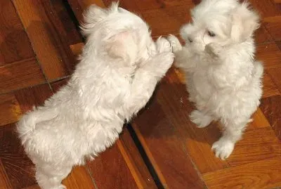 Bichon MaltÃ©s #2