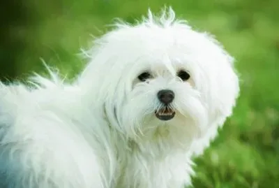 Bichon MaltÃ©s #3