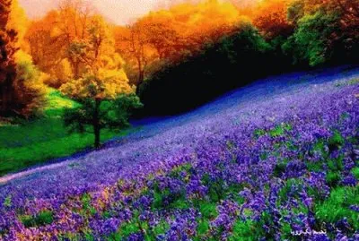 Purple Hillside in Autumn