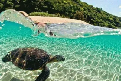 Tartaruga Marinha