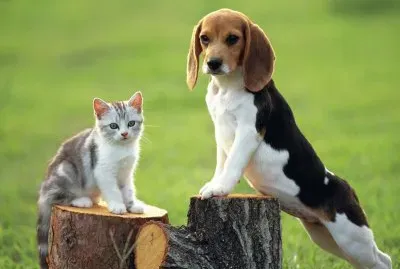 Beagle