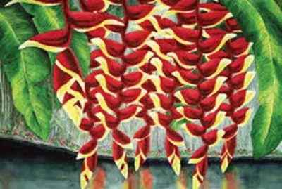Heliconia