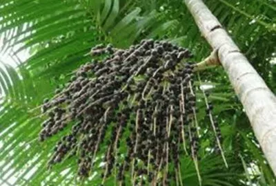 AÃ§aizeiro - Belem - PA