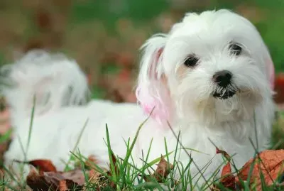 Bichon MaltÃ©s #12