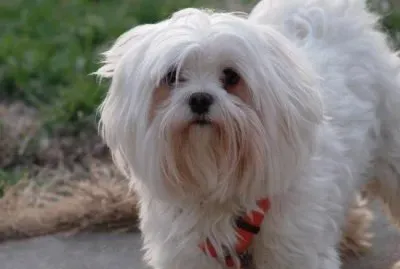 Bichon MaltÃ©s