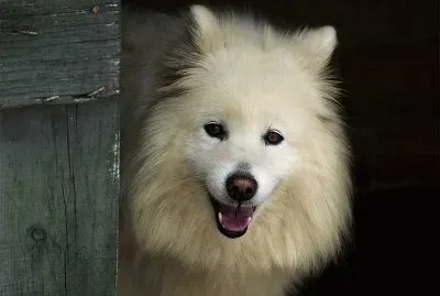 Perro samoyedo