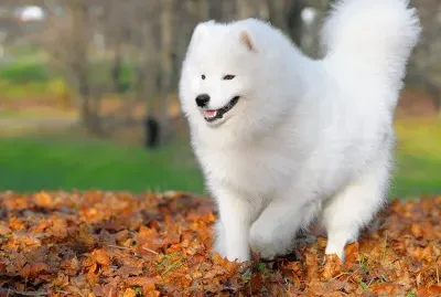 Perro samoyedo, en el parque.