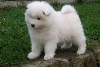 Perro samoyedo, cachorro.