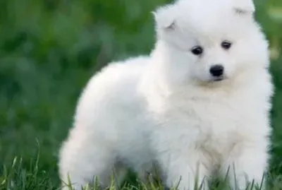 perro samoyedo