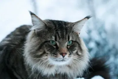 skogkatt