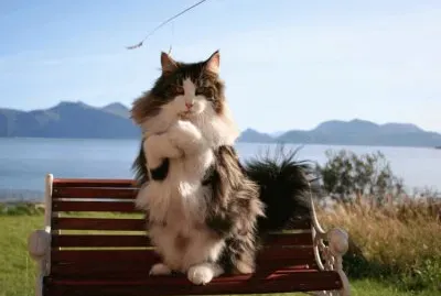 raza de gatos skogkatt