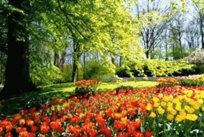 פאזל של summer 25