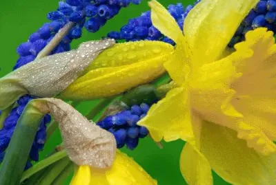 Daffodils and Hyacinths