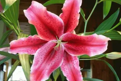 Beautiful Lily