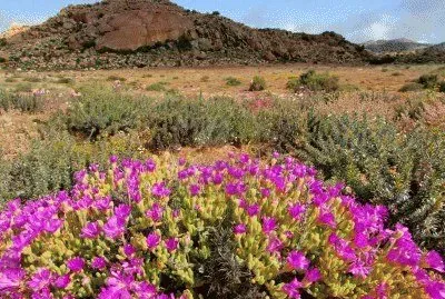 Wild Flowers  Namaqualand  South Afrika