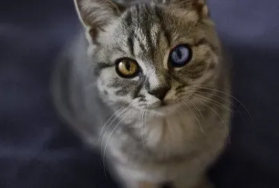 gatito con ojos de distinto color :3