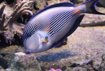Acanthurus sohal