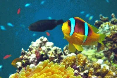 Amphiprion bicinctus