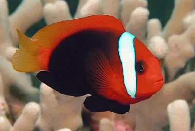 Amphiprion frenatus